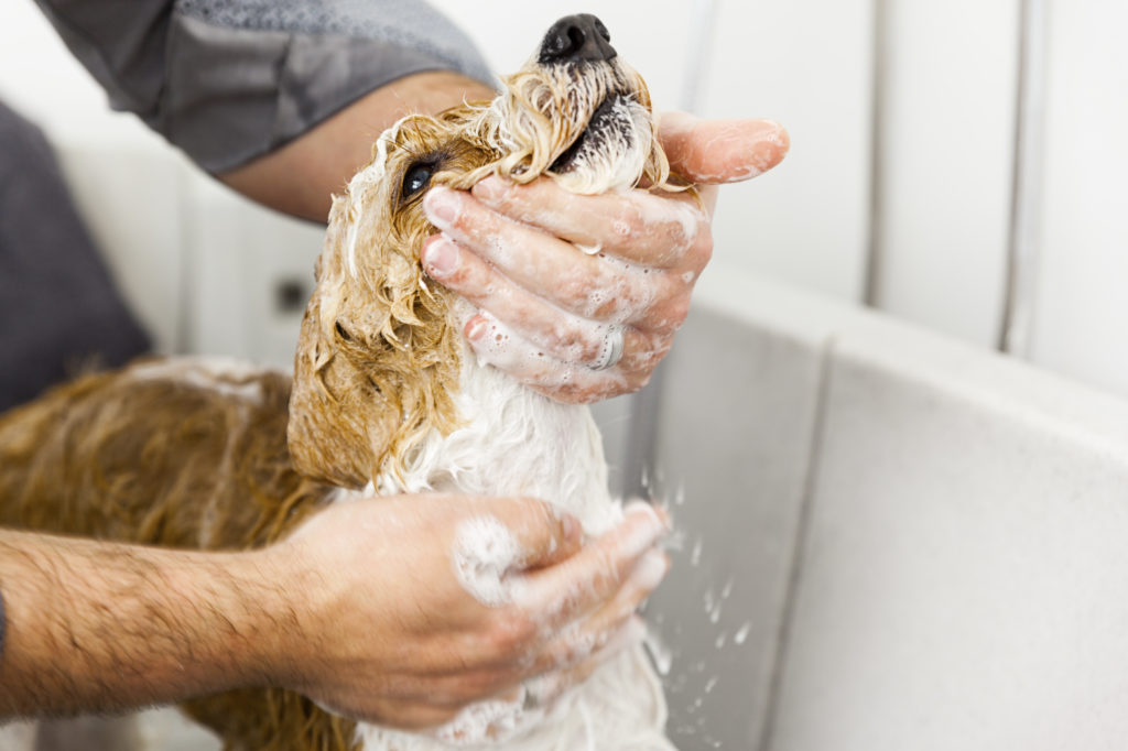 pet shop para ganhar mais dinheiro