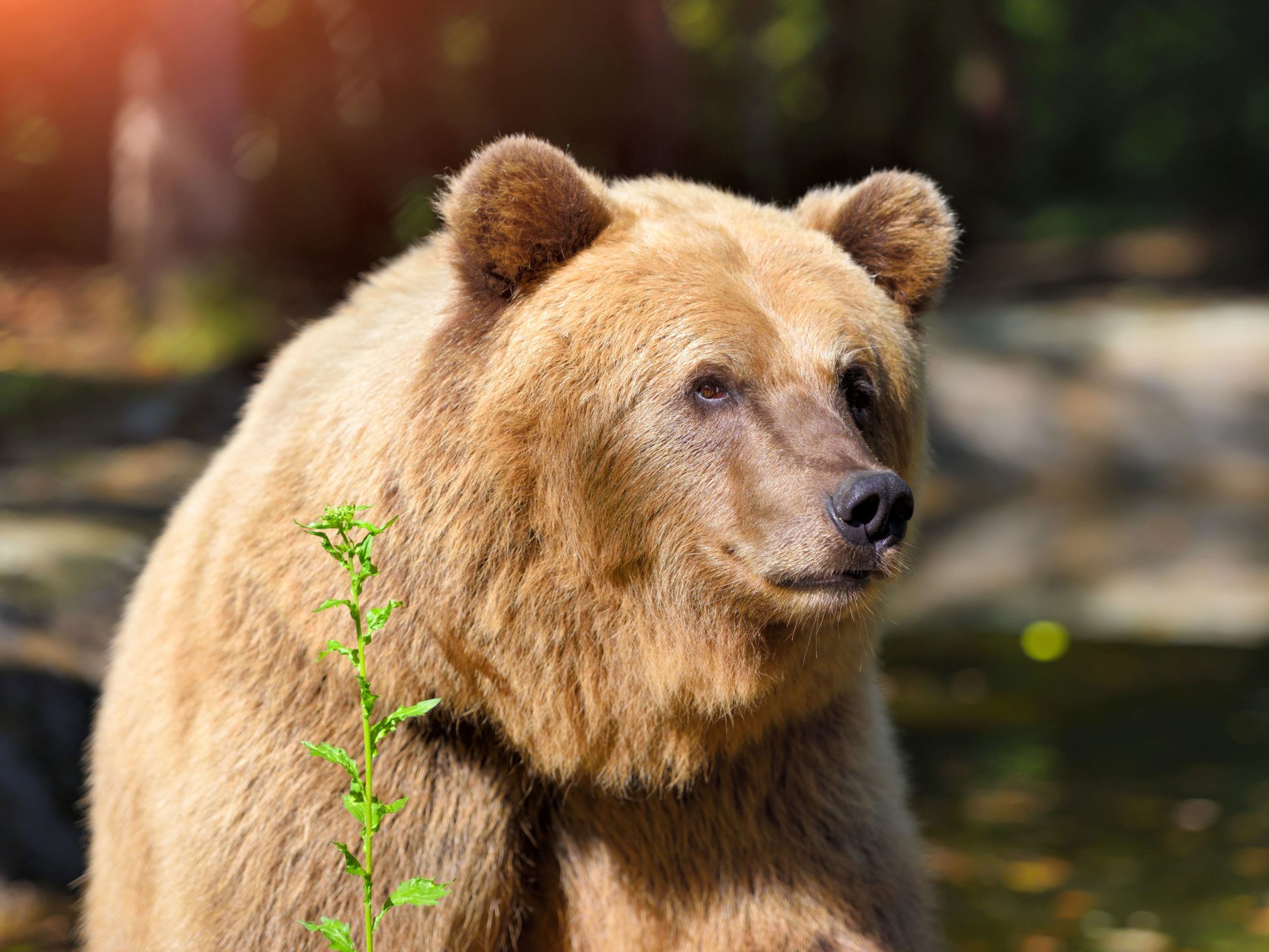 Bear Market