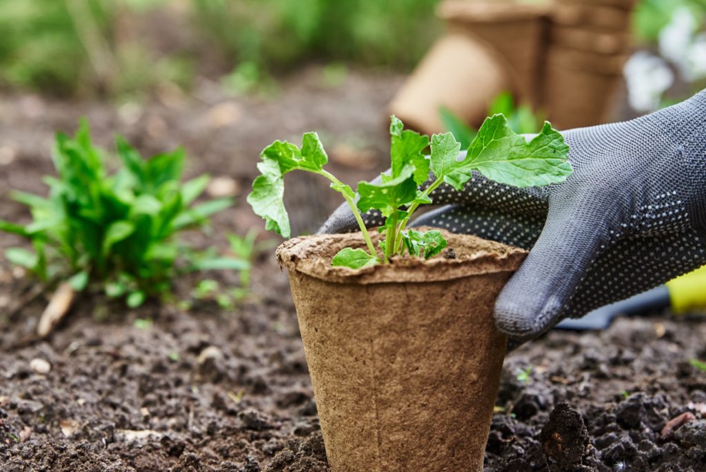 Jardinagem como renda extra
