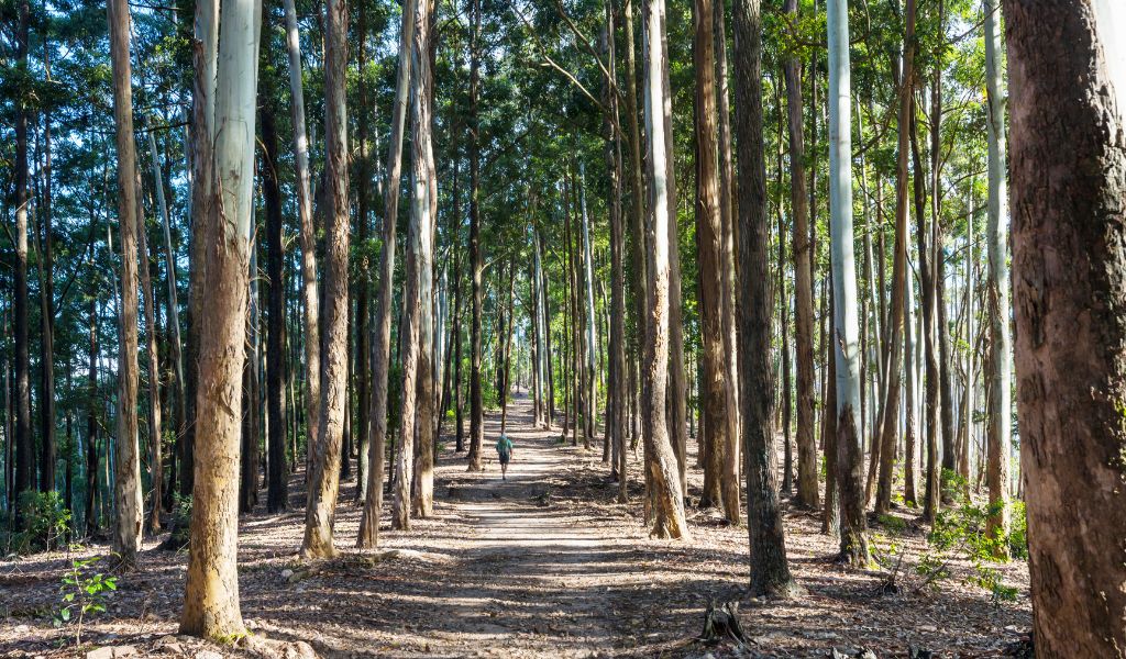 Ações da Suzano SUZB3