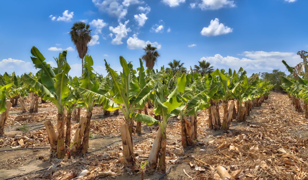 Ações AGRO3