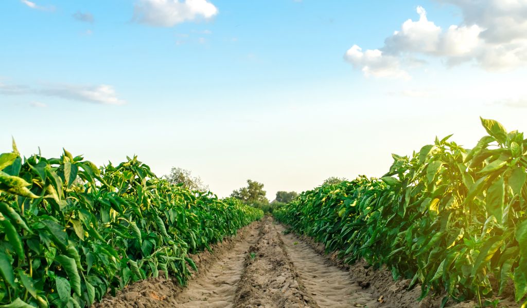 Análise BrasilAgro AGRO3