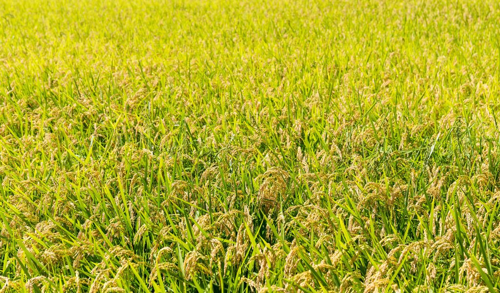 Como investir em AGRO3