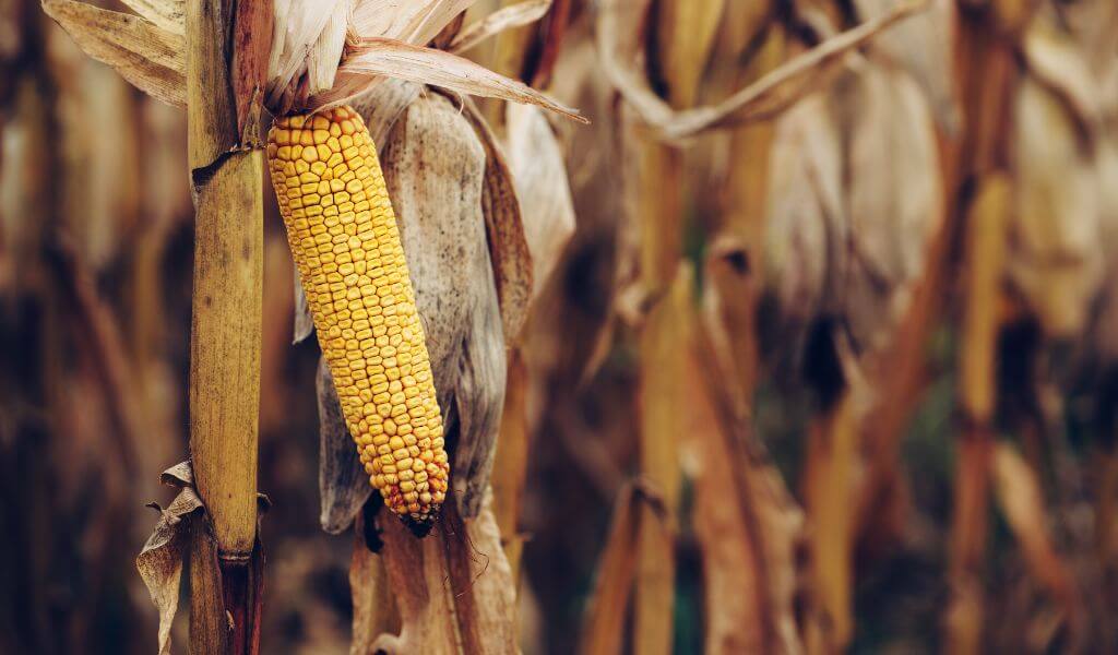 Análise de commodities: como avaliar?