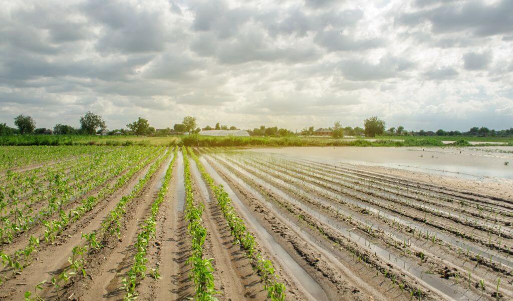 Estratégias de investimento em terras agrícolas