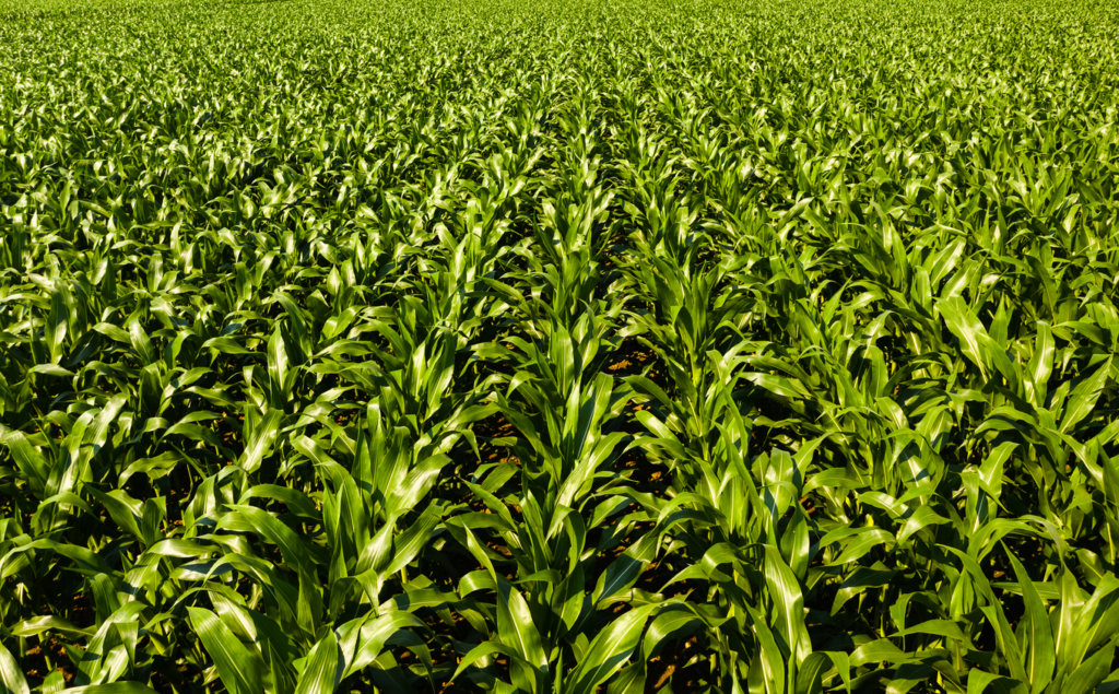 Investir no agro